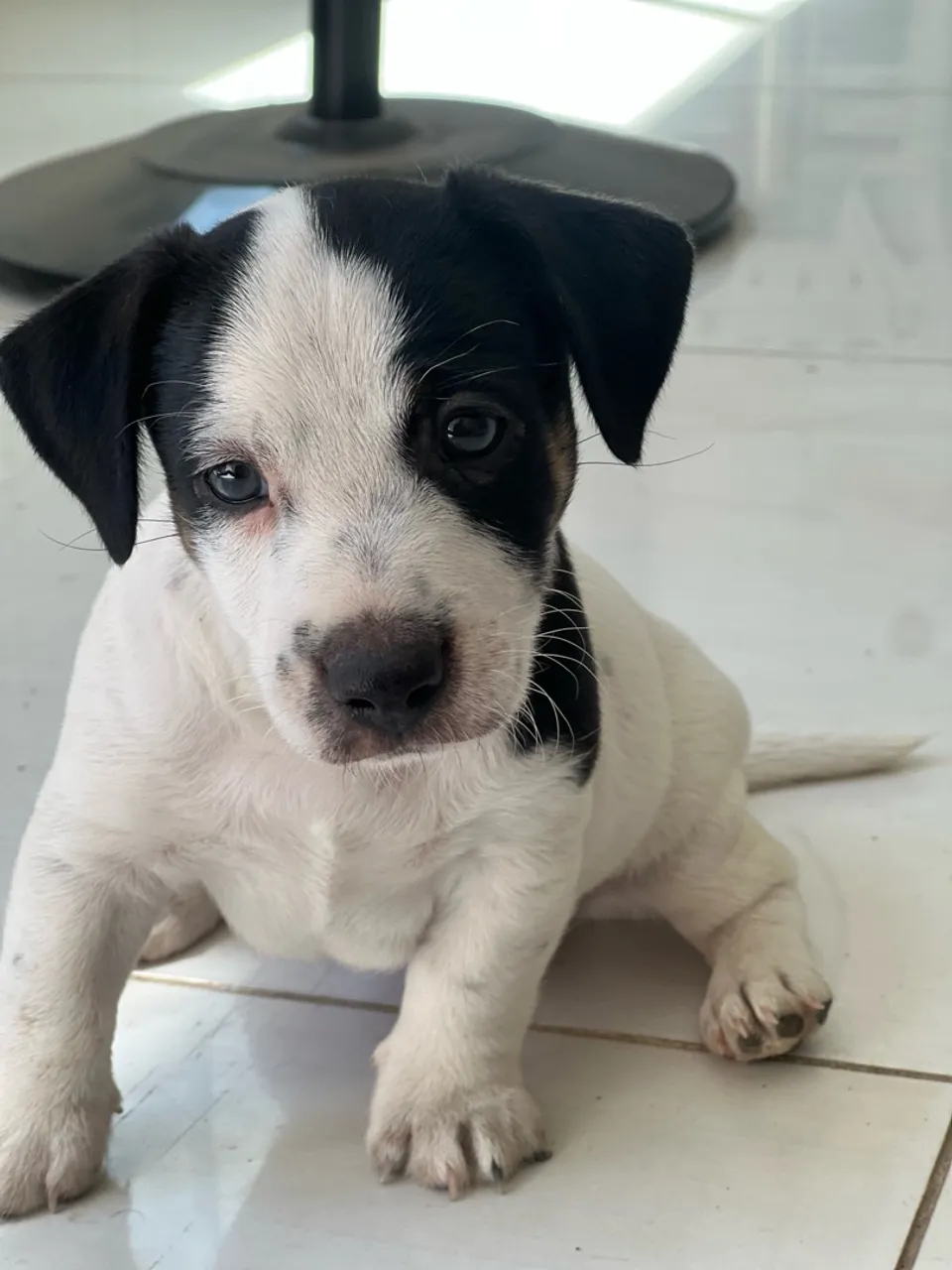 JACK RUSSEL CACHORRO DO MÁSCARA