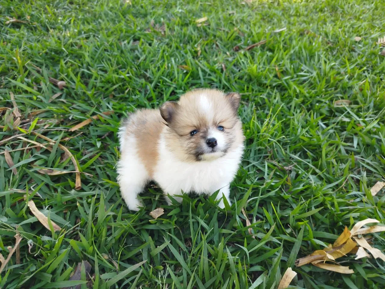 Filhote de Spitz Alemão 2 macho disponível