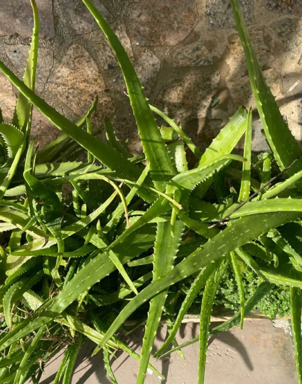 Espada de São Jorge Moonshine , babosa e orquideas- K9WDEPRJ4 - Foto 3