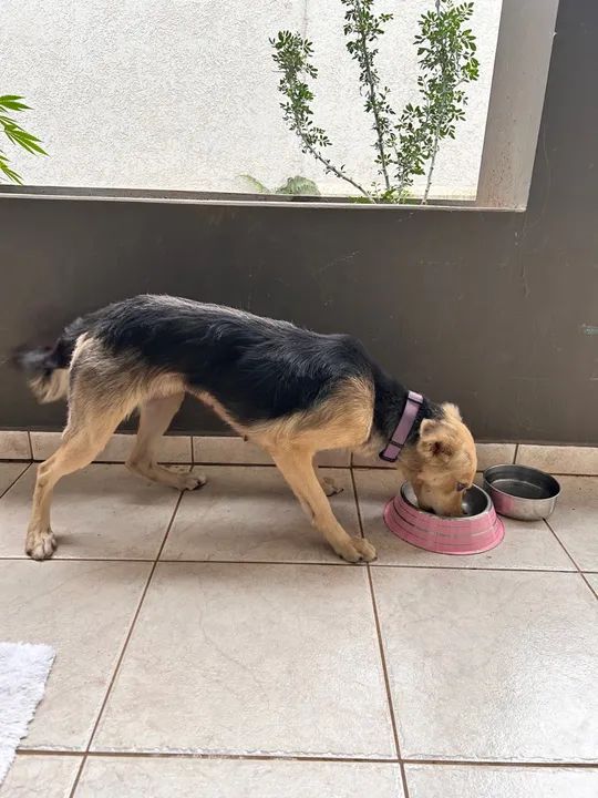 Cachorrinha carinhosa - Foto 2