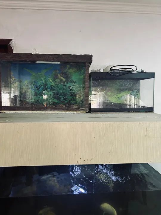 Aquário de água doce completo - Foto 2