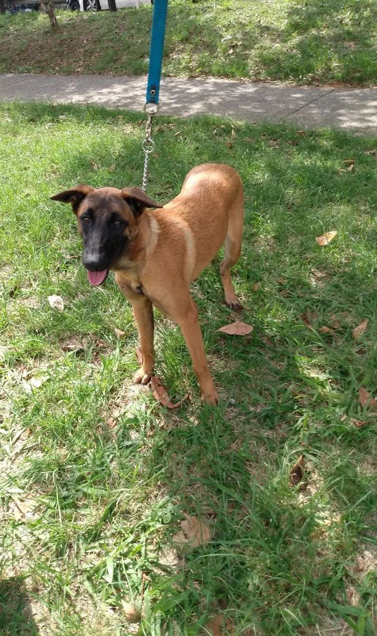 Dois filhotes de Pastor belga malinois  - Foto 4