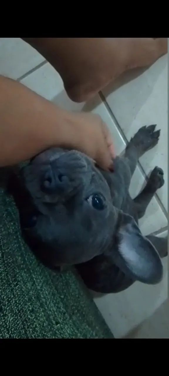 Filhote de Bulldog Francês Azul - Foto 3