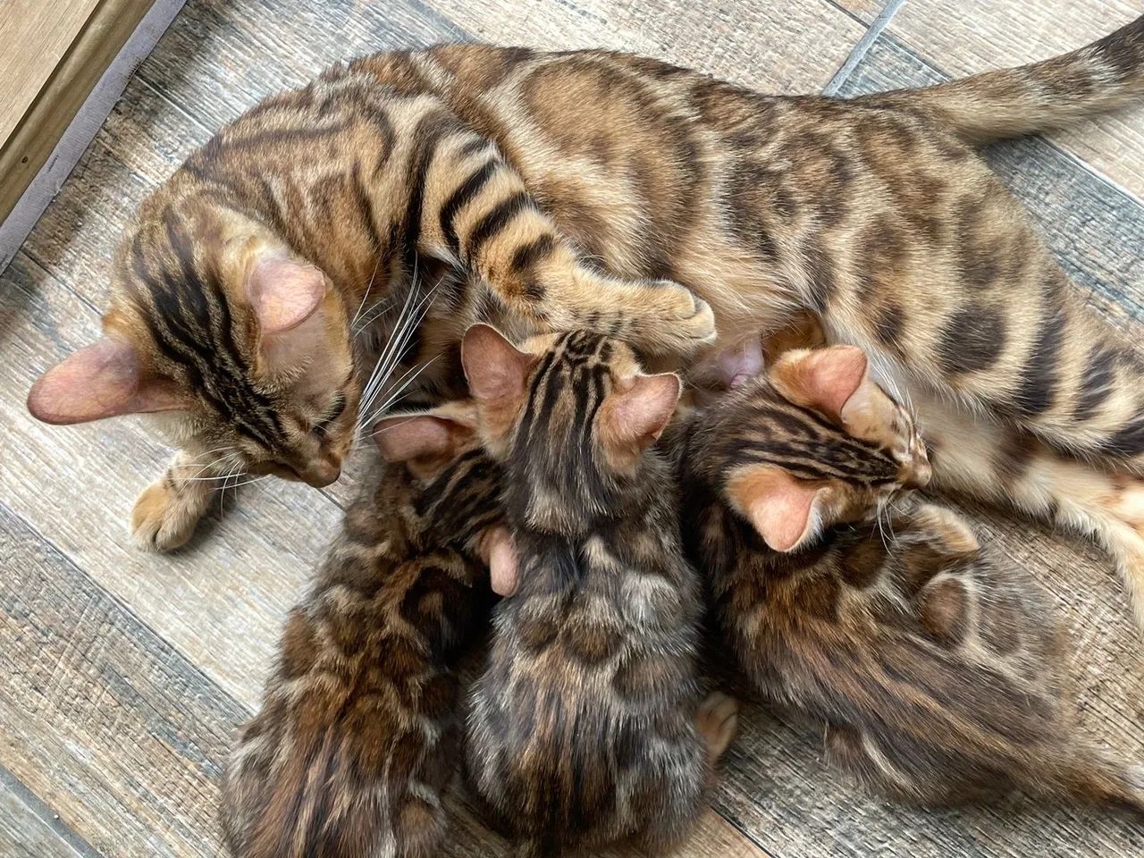 Gatinhos Bengala - Lindos e Carinhosos - Foto 4