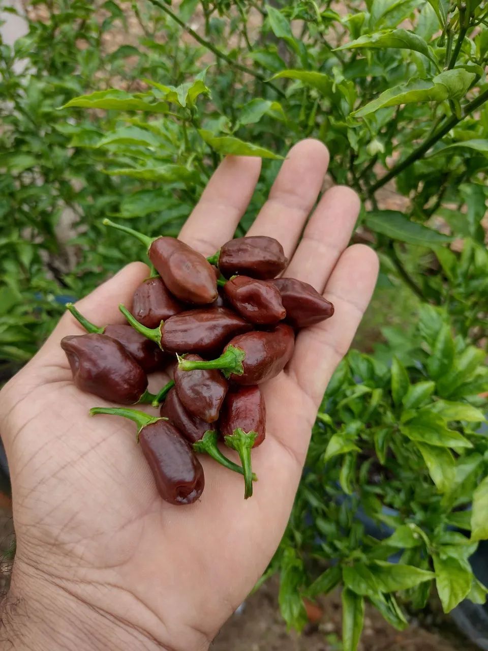 Muda de pimenta chocolate  - Foto 3