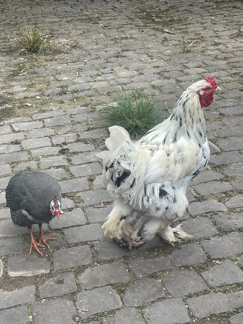 Galo Brahma mottled - Galinhas e frango ornamentais