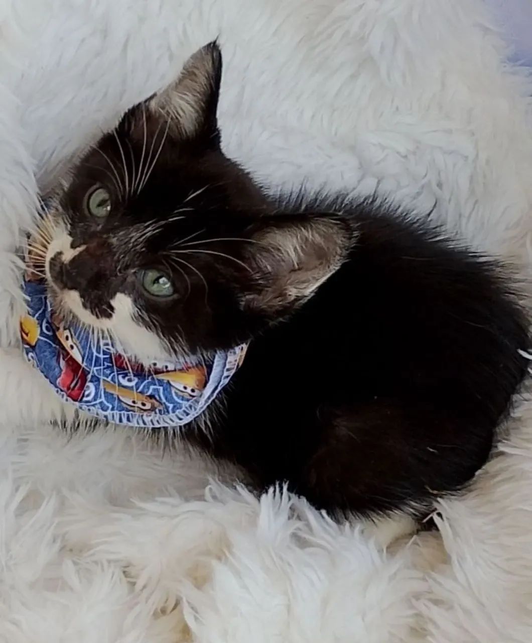 Gato mescladinho com 2 meses - Foto 3