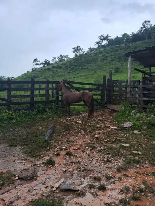 ÉGUA MANGALARGA MARCHADOR REGISTRADA! - Foto 3