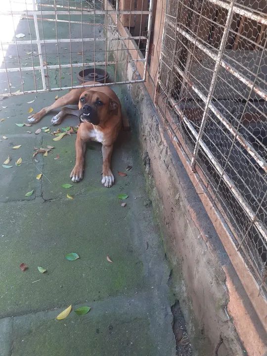 Filhotona de boxer com 1ano e 2 meses - Foto 2