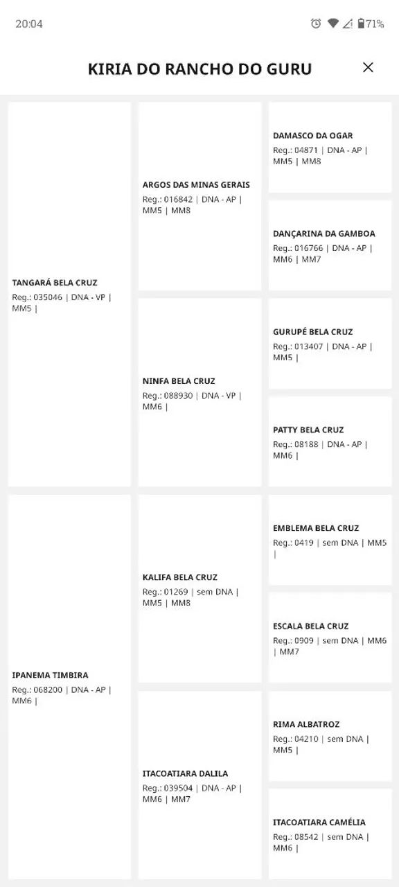 Égua Mangalarga  - Foto 2