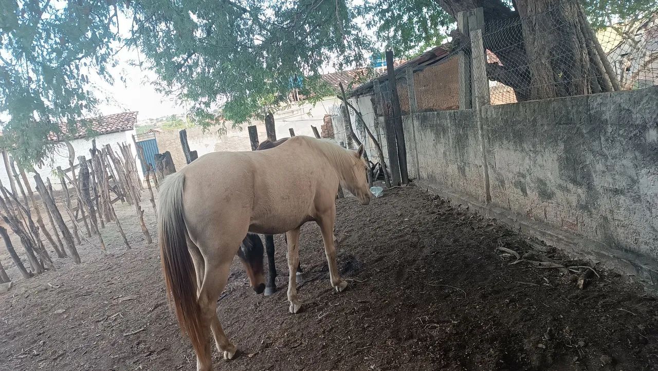 Égua palomina  - Foto 2