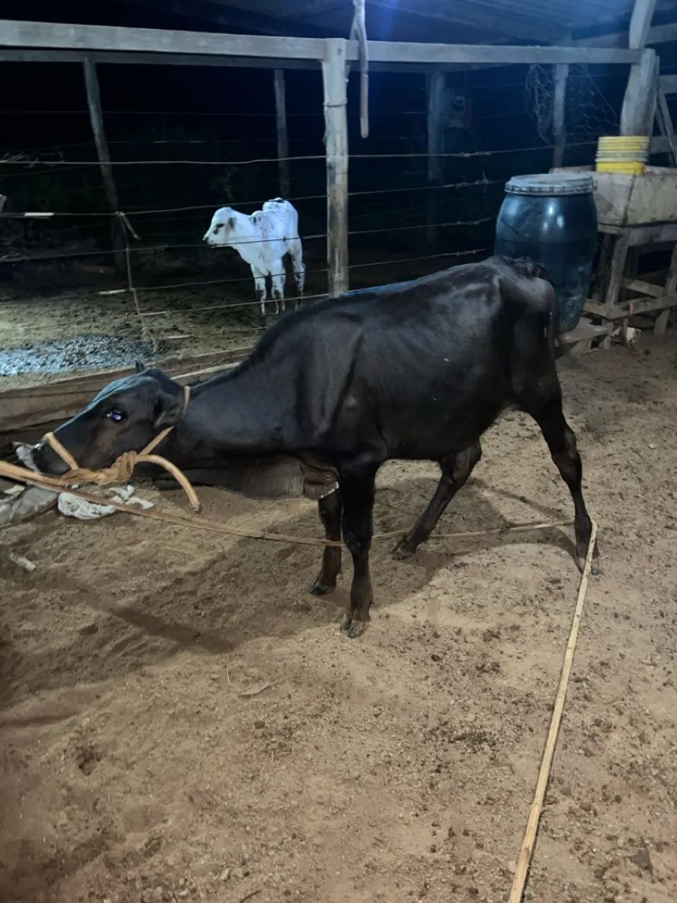 Bezerro - Preto - - Foto 2