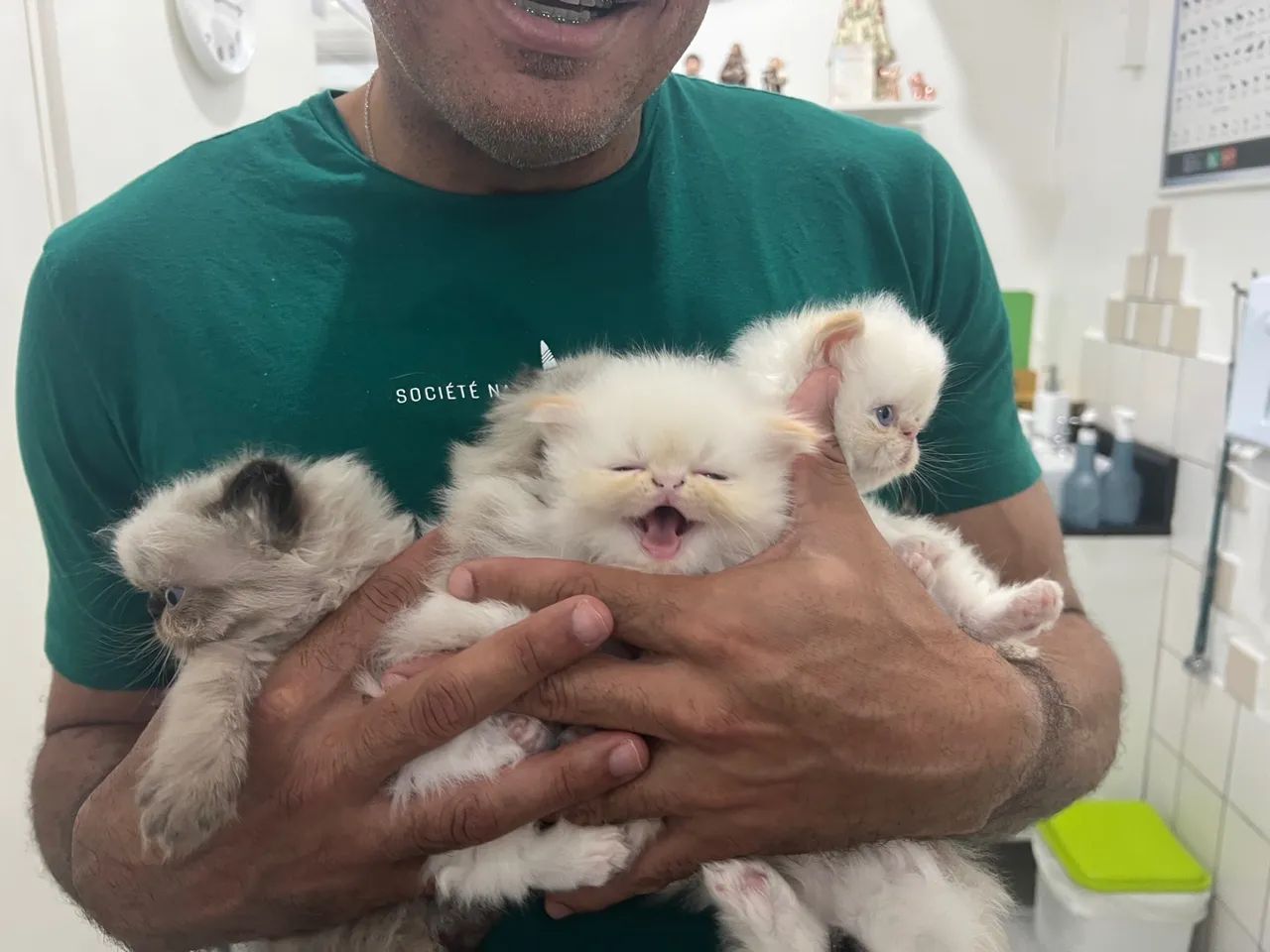 Filhotinhos com olhos azuis lindos disponíveis para entrega - Foto 4