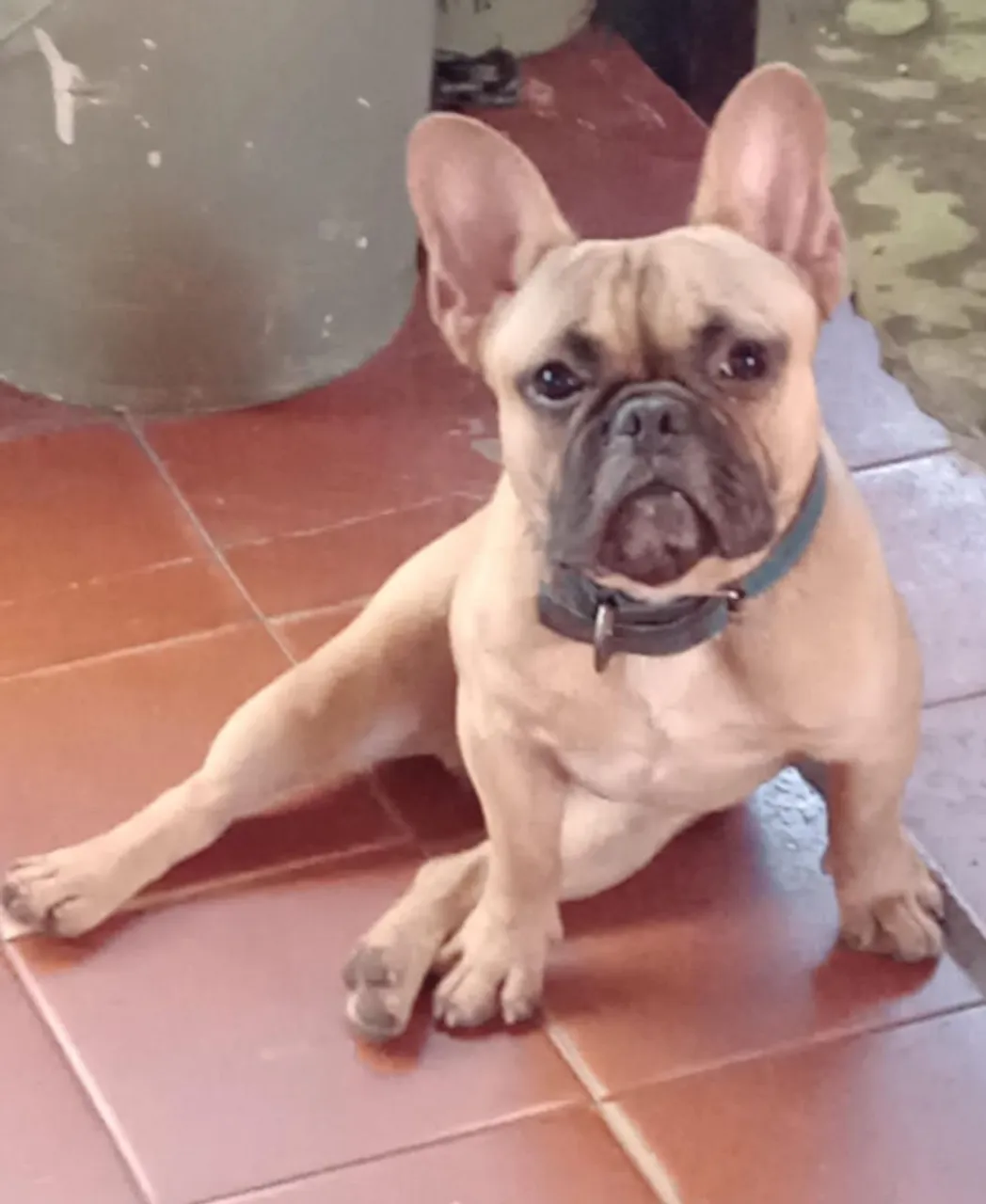 Bulldog Francês procurando namorada