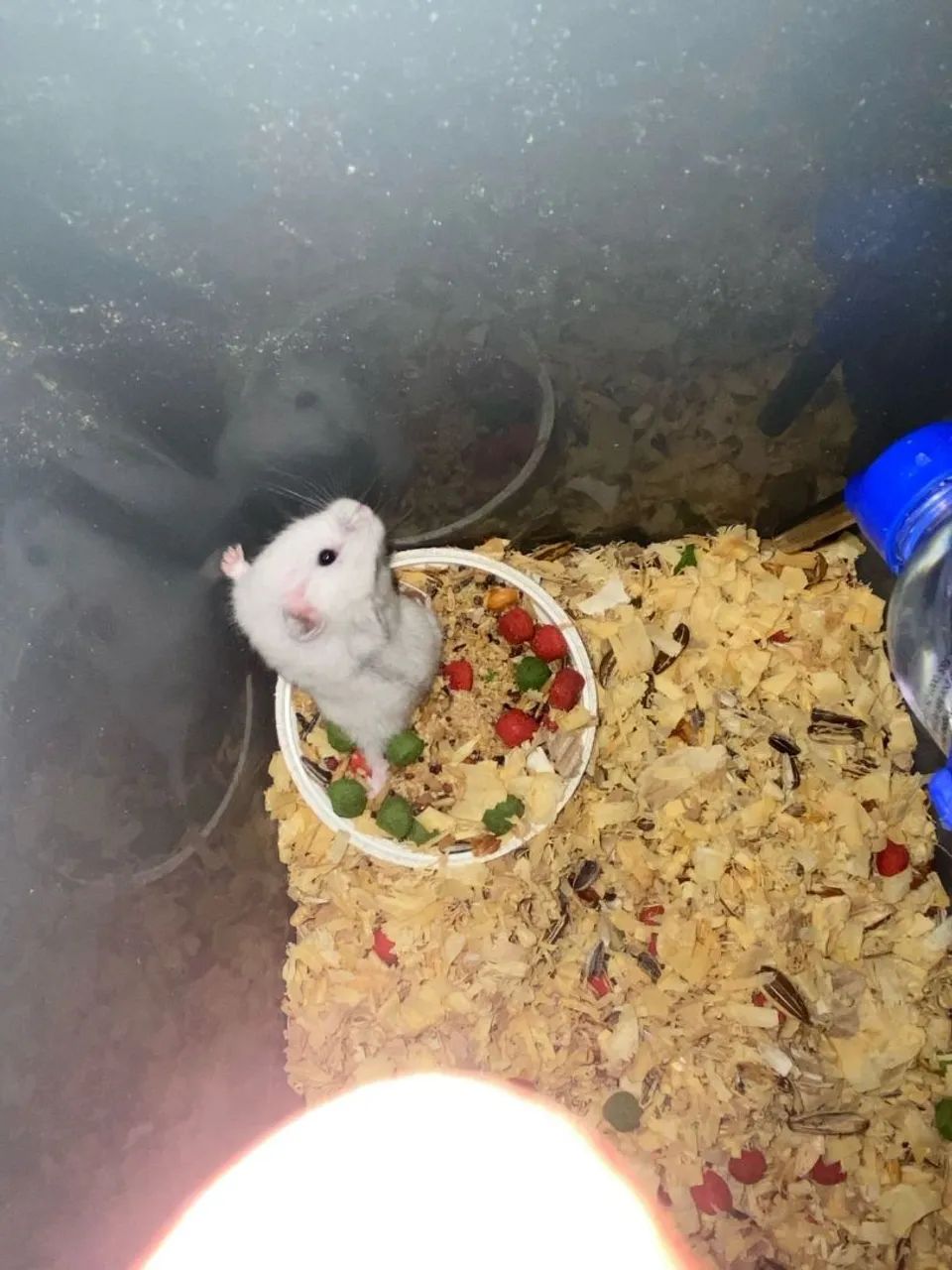 4 hamsters anão russo  - Foto 2