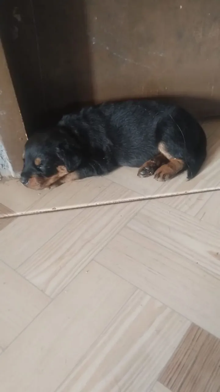 Filhote Rottweiler
