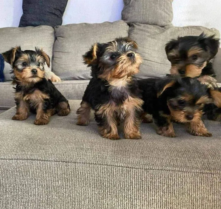 Lindos filhotes de Yorkshire Terrier meninas