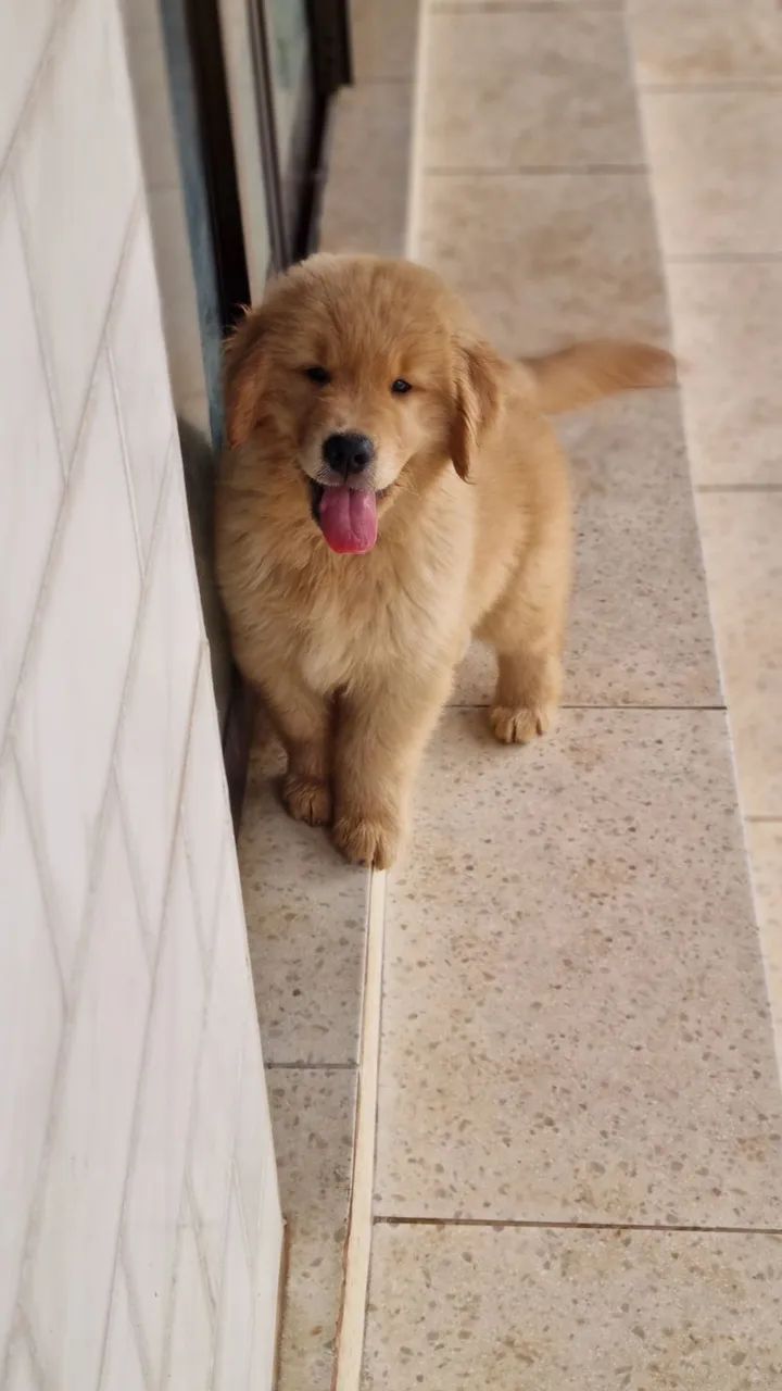 Filhote de Golden Retriever CBKC - Foto 2