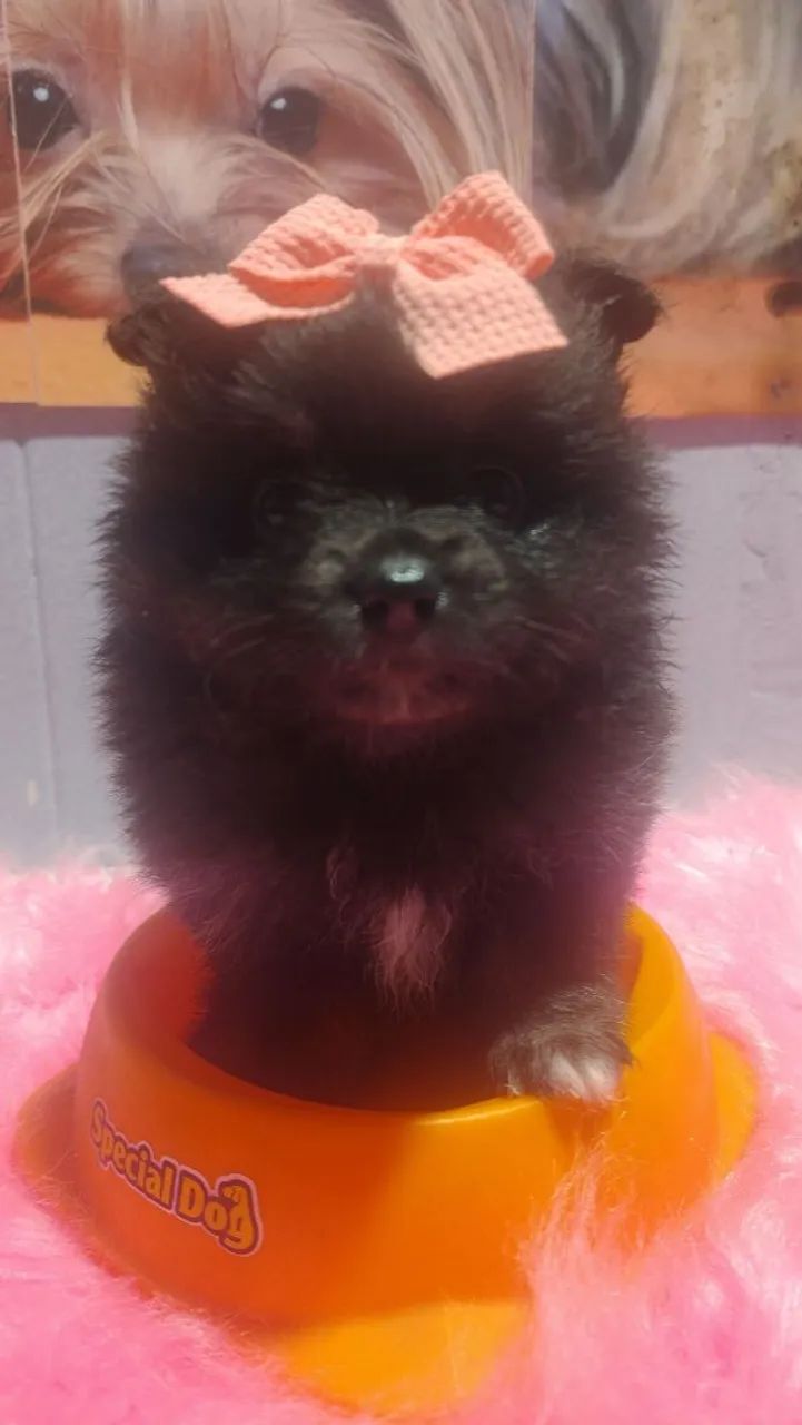 Fêmea back de spitz alemão  - Foto 3