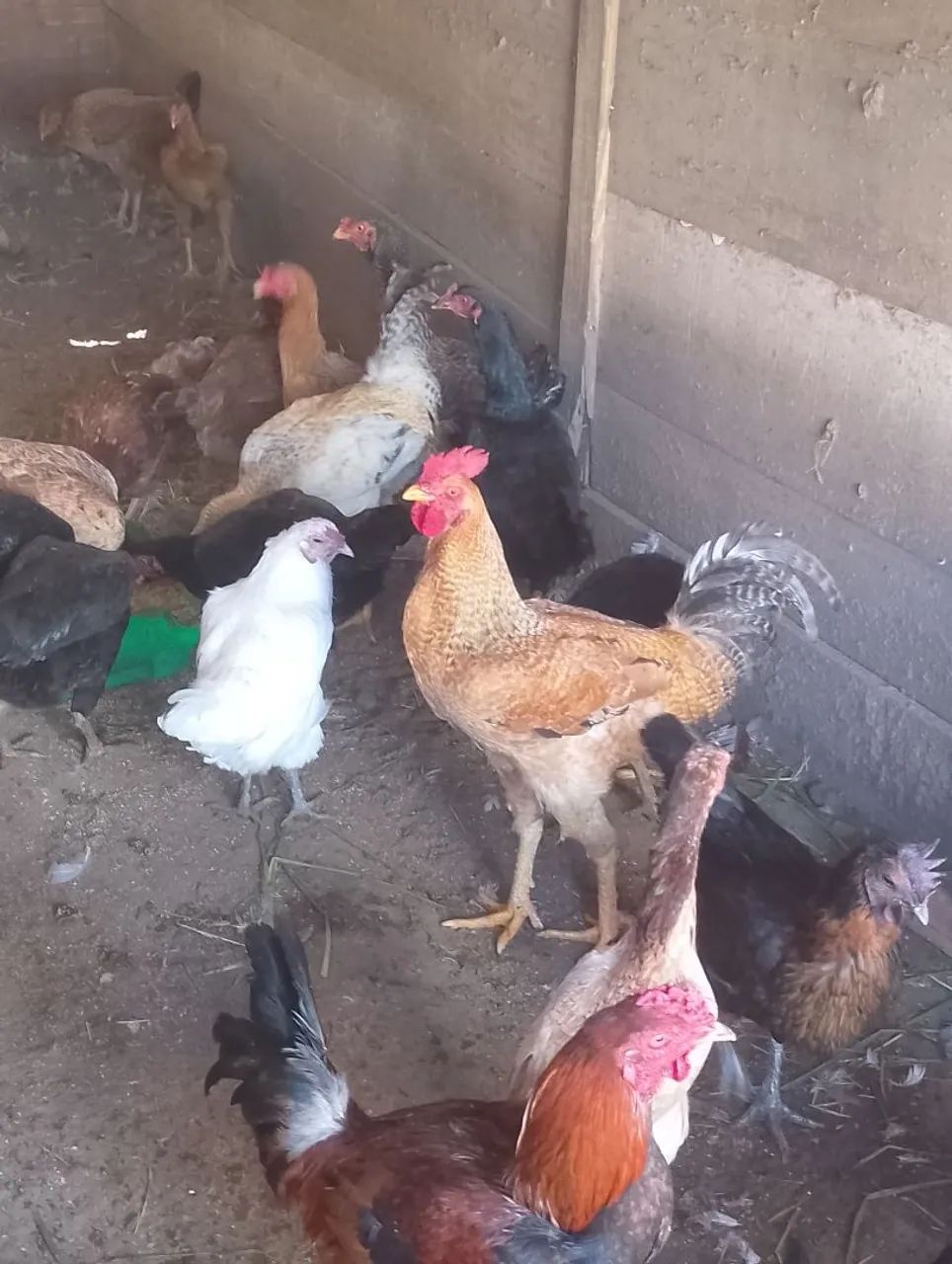 Galos e galinhas