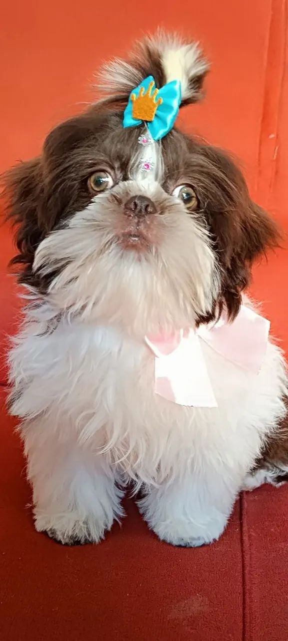 Shitzu
