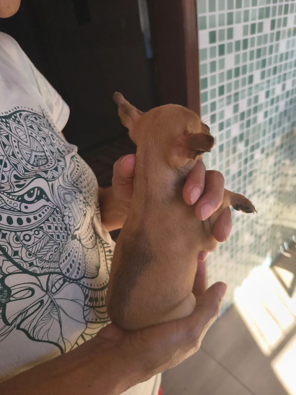 Pinscher  - Foto 3