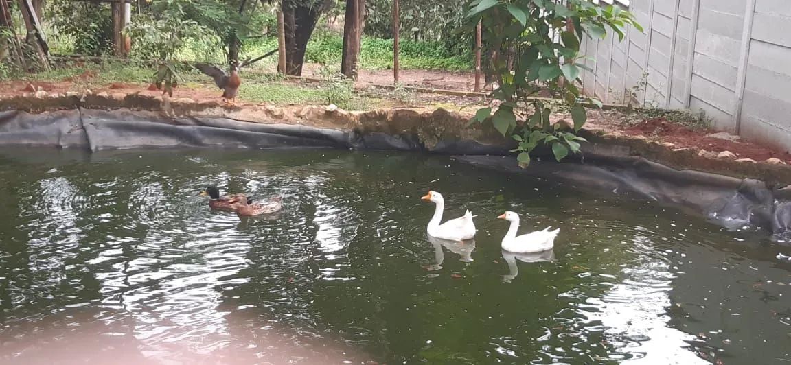 Gansos,marreco, patos a venda 