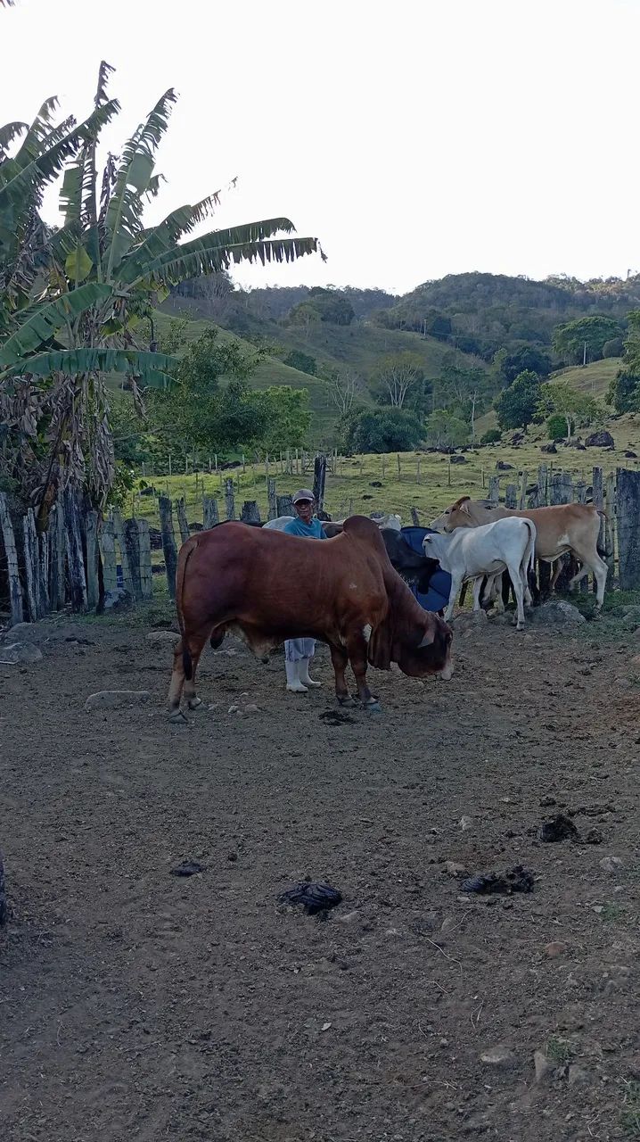 BOI SINDI À VENDA