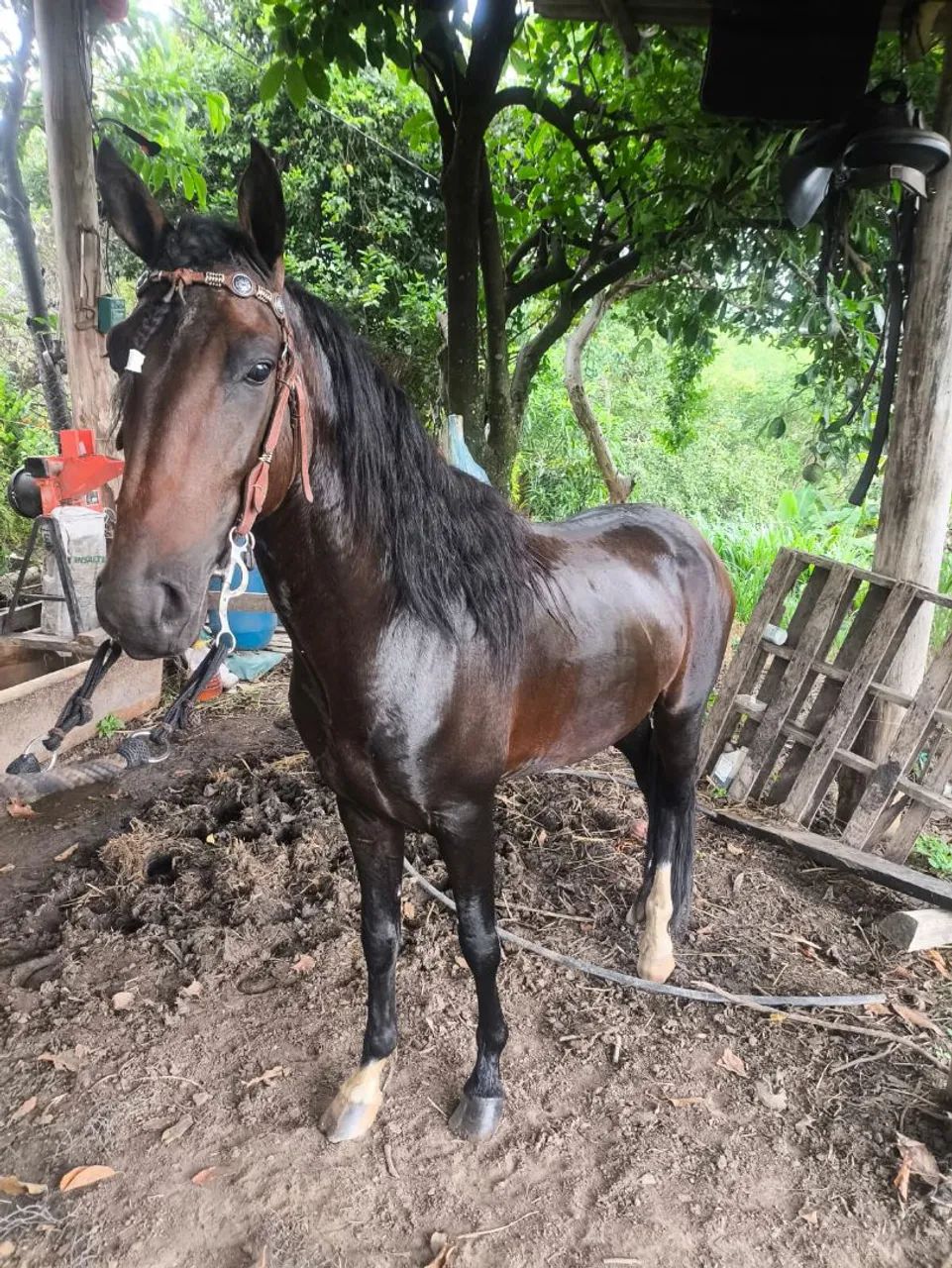 Cavalo mangalarga marchador  - Foto 6