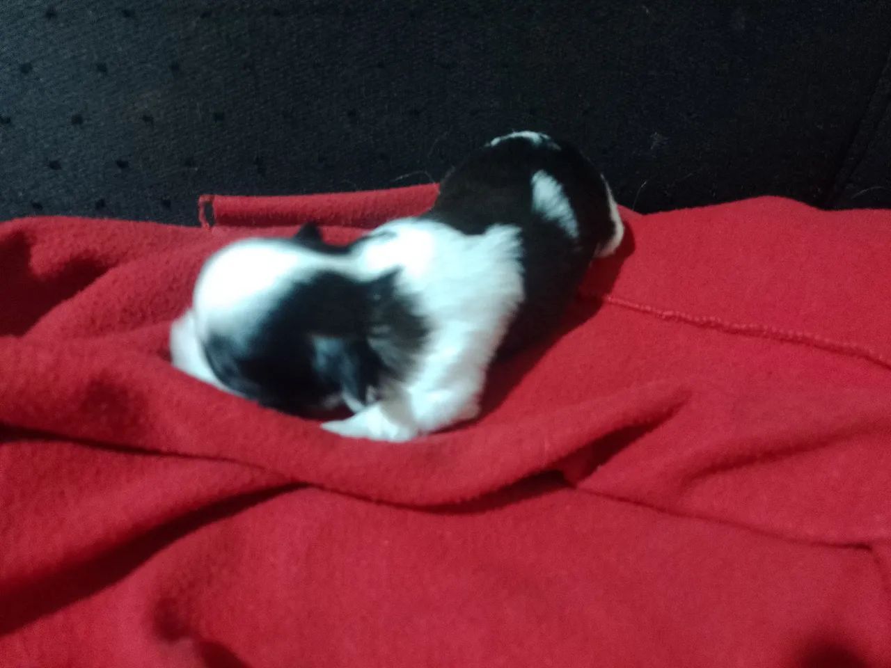 Cachorro  - Foto 2