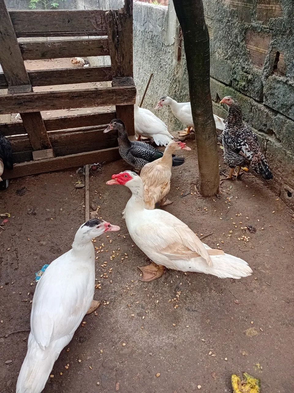 Casal de Pato gamelão 