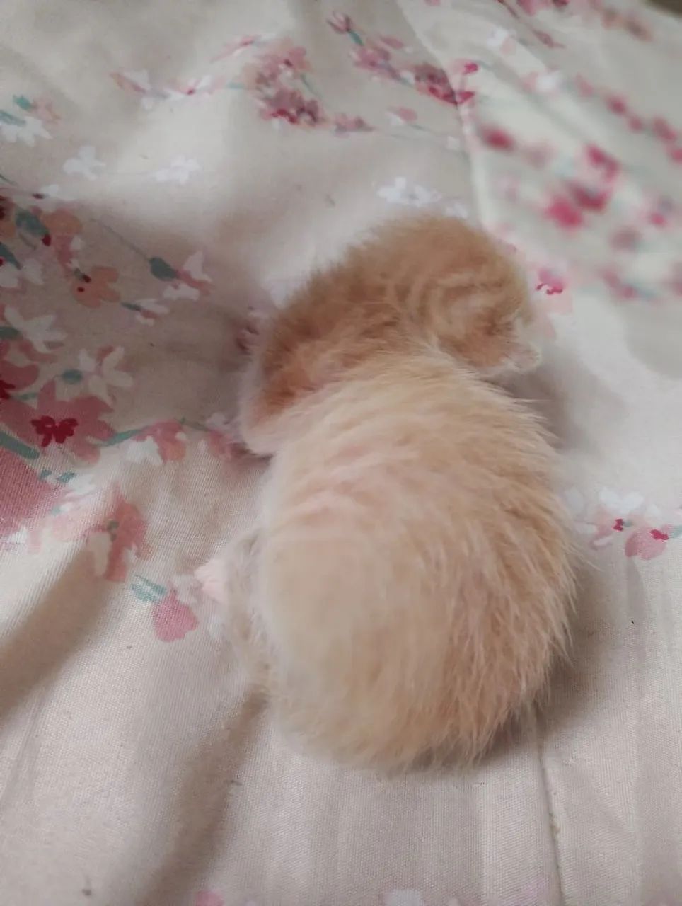 Gato laranja macho  - Foto 4