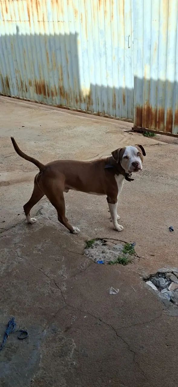 Cachorro  - Foto 3