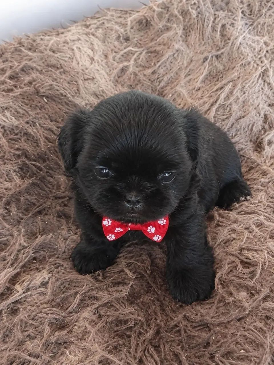 Filhote mini shitzu (MACHO) - Foto 3