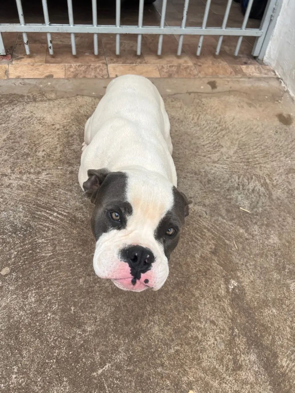 American Bully 
