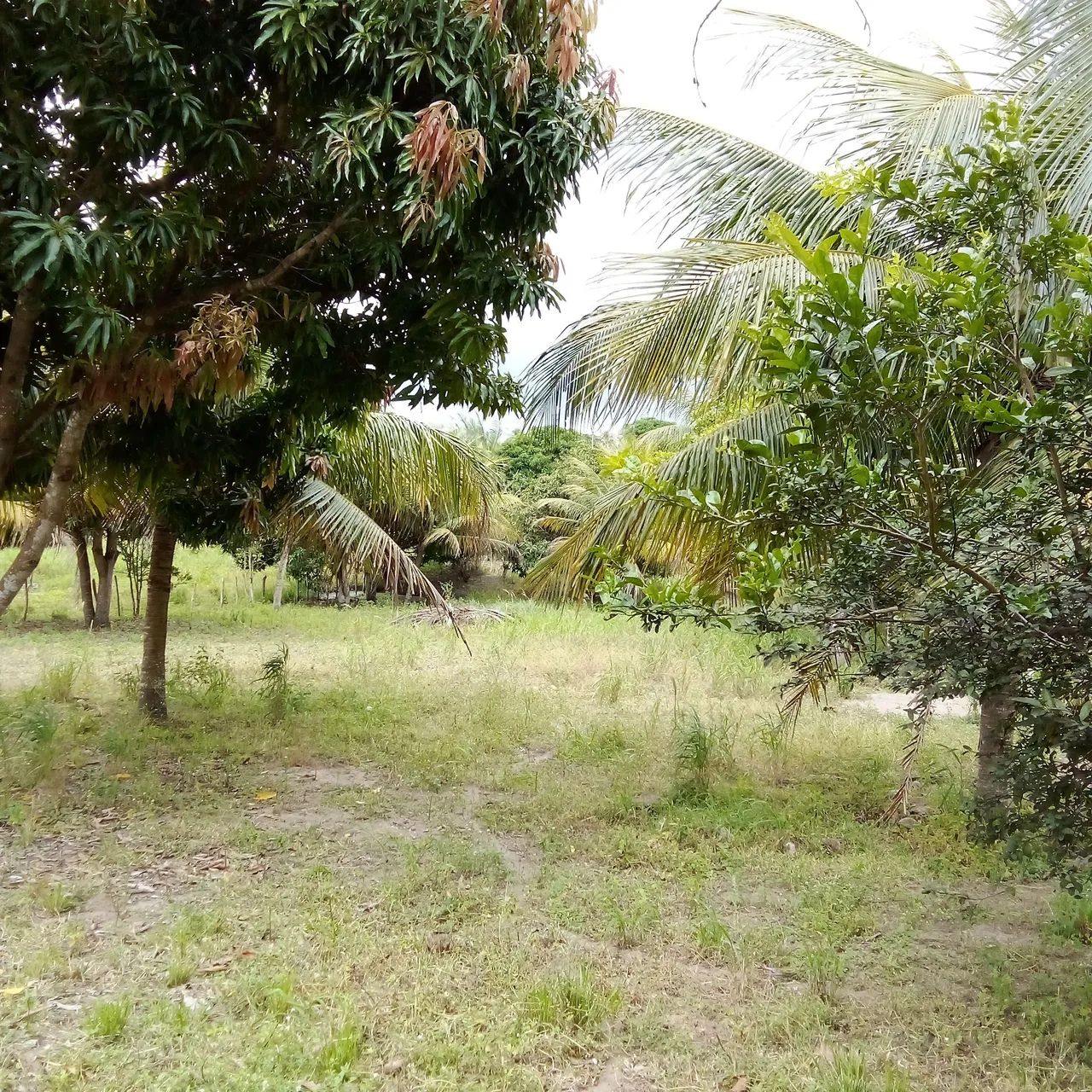Chacara em Riachão do poço  - Foto 2