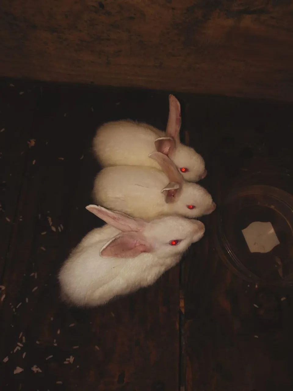 Vende se coelhos 489072319037460481