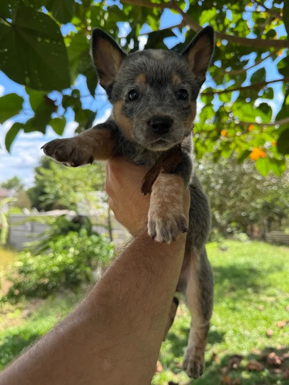 Boiadeiro australiano blue heeler e red heeler - Cachorros - Frizon ...