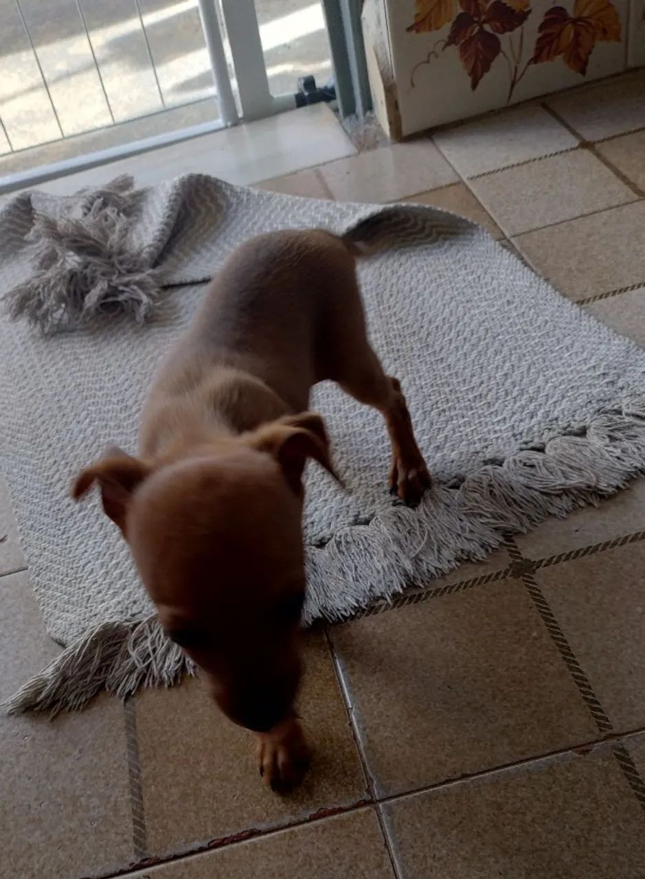 Cachorro  - Foto 2