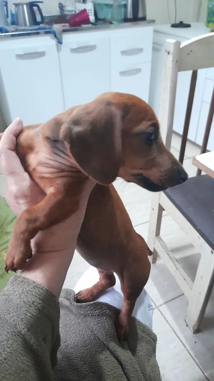 Salsicha - Foto 3