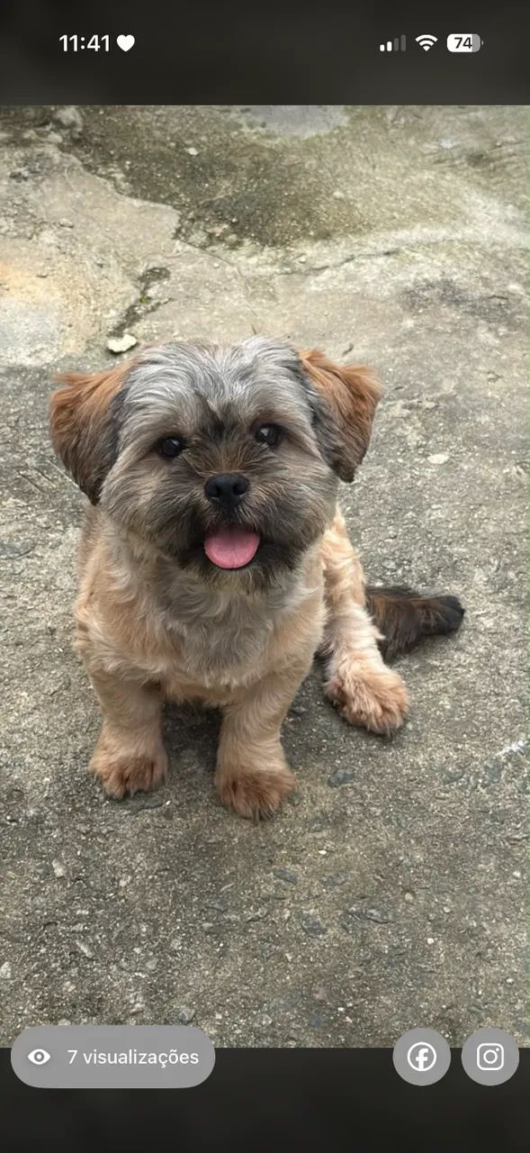 Cachorro 