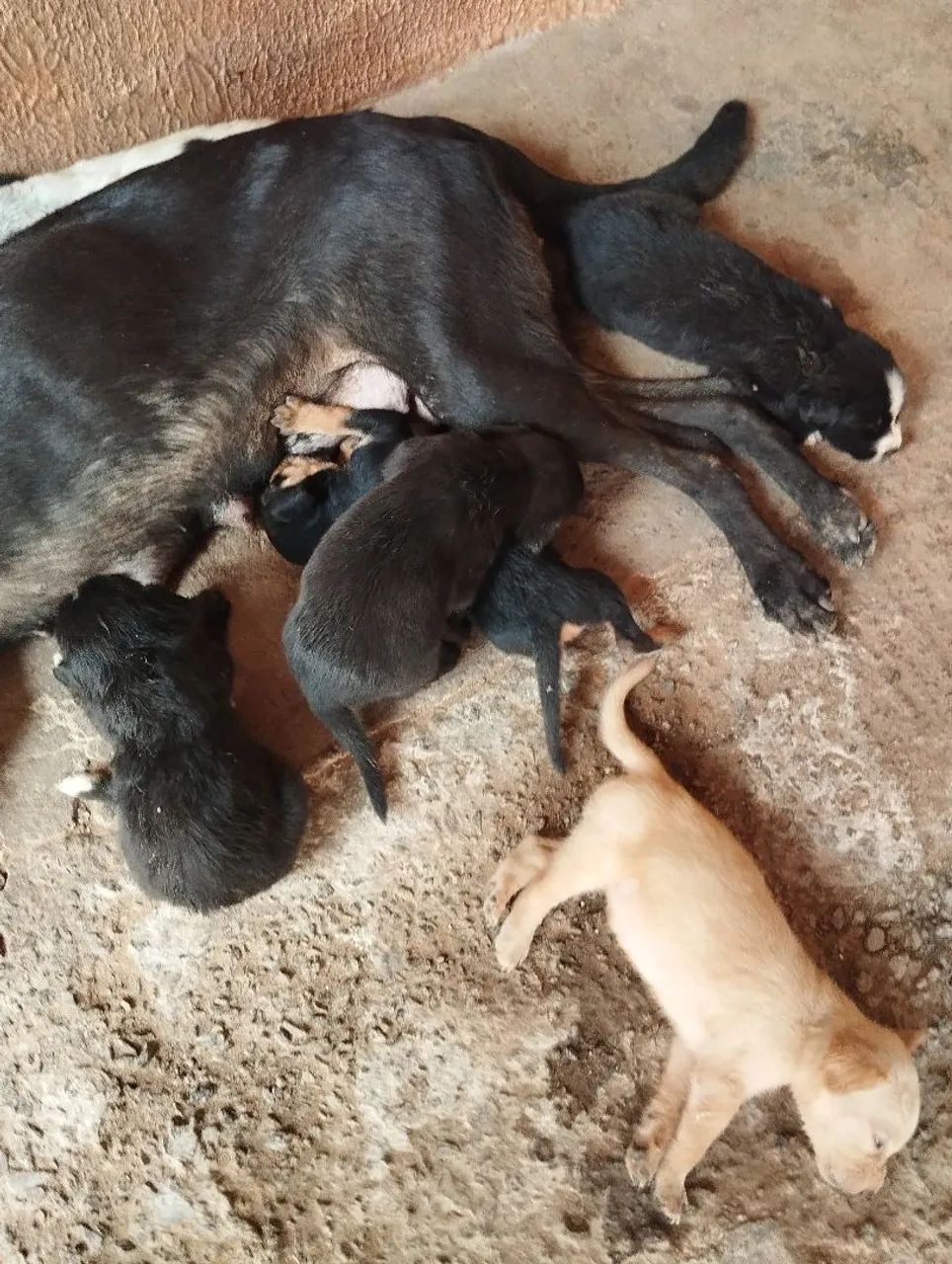 Filhote de cachorro vira-lata - Foto 2