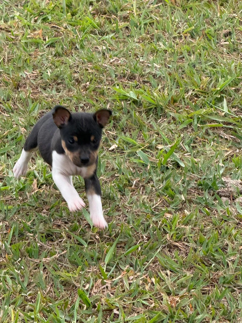 Fox paulistinha  - Foto 3