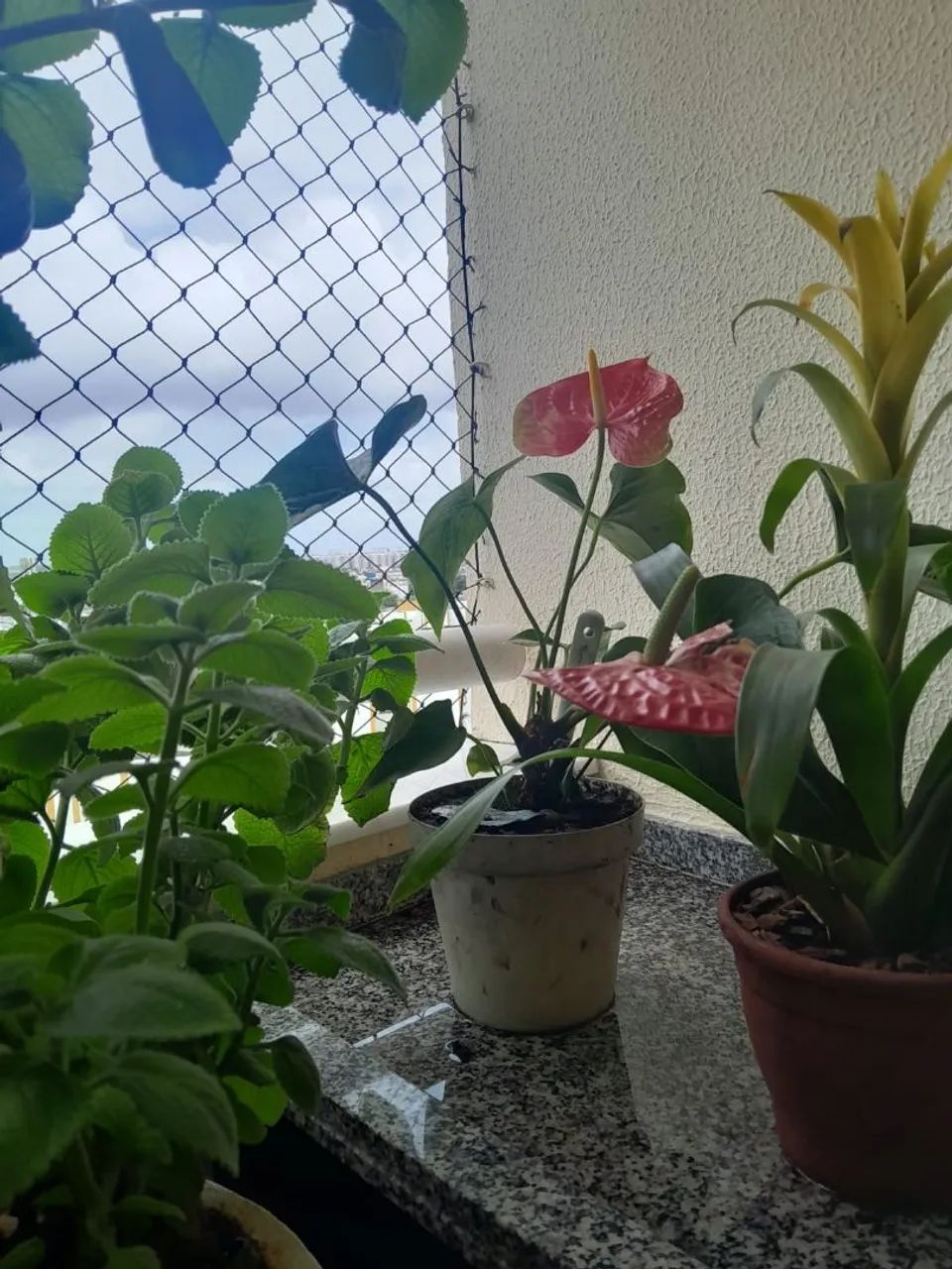 Plantas diversas - Foto 4