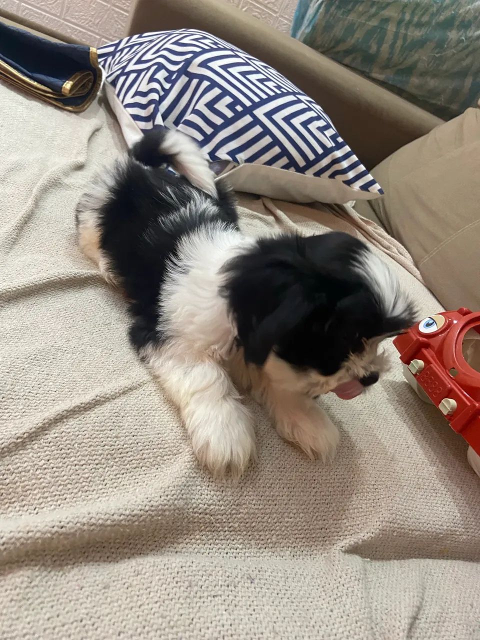 Cachorro Shitzu 700$ - Foto 4