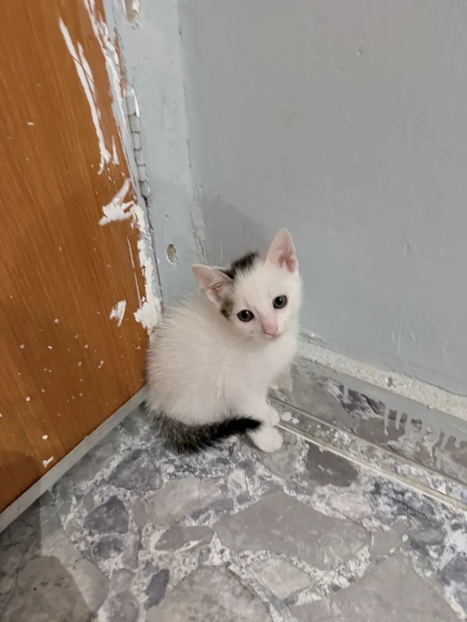 Doa-se lindos gatinhos - Foto 3