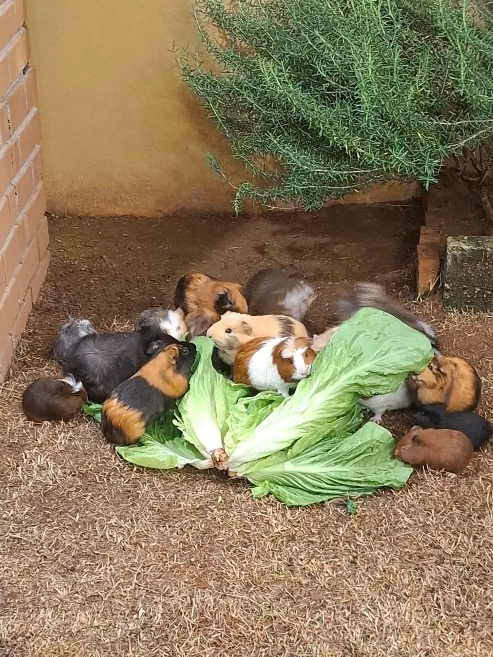 Porquinho da Índia  - Foto 2