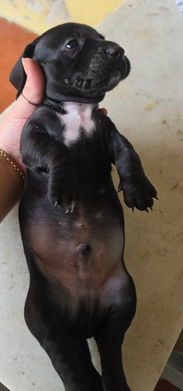 Dachshund 