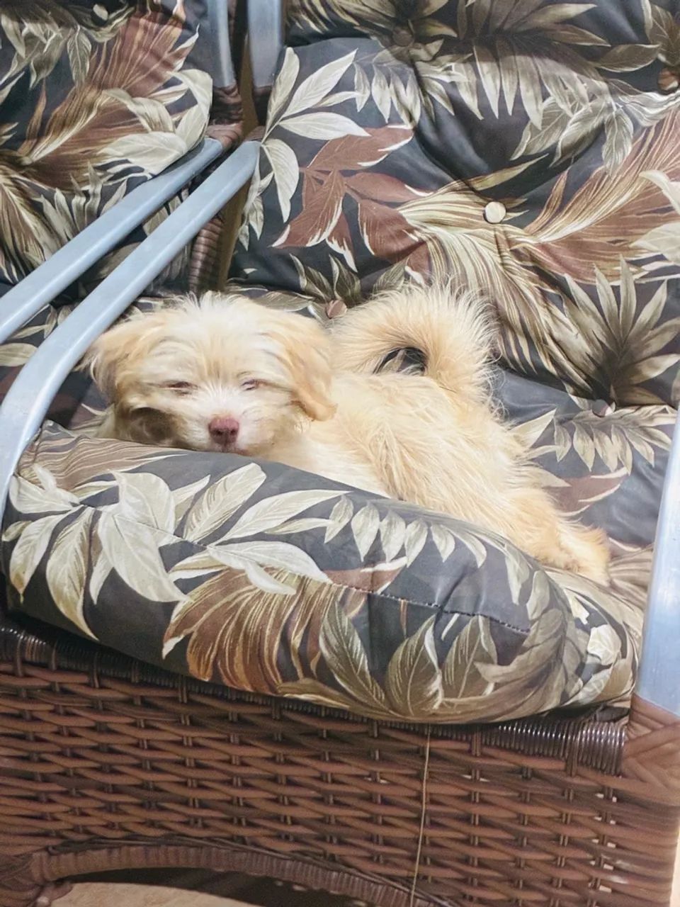 Filhote Lhasa Apso - Foto 4