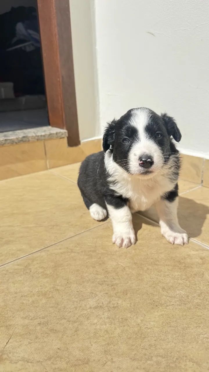 Filhotes de Border Collie  - Foto 3